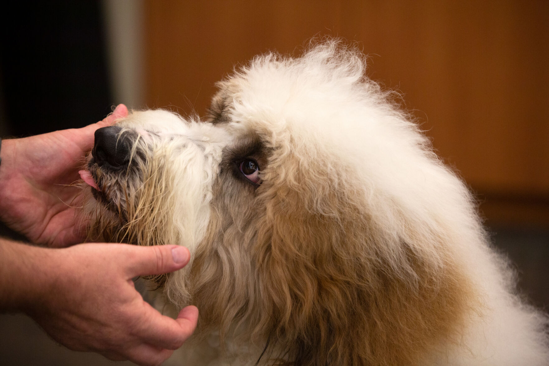 Ollie the therapy dog